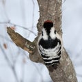 Lesser Spotted Woodpecker Dendrocopos minor Royalty Free Stock Photo